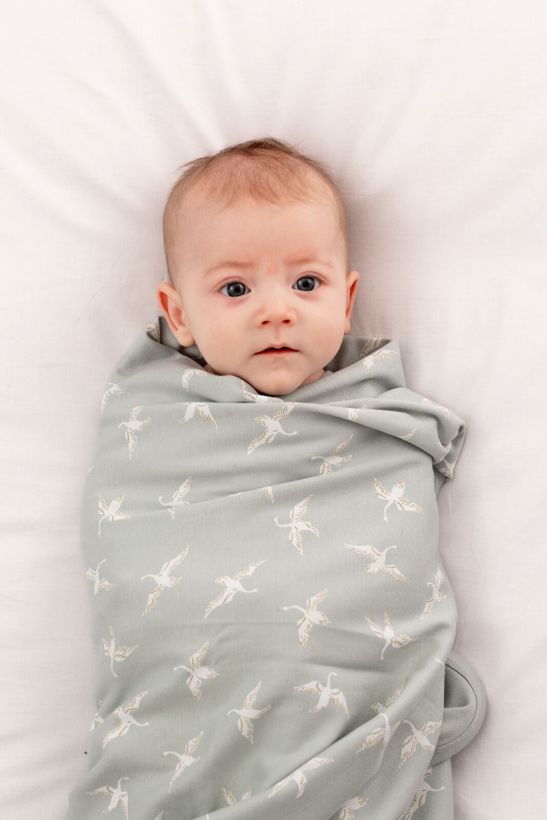 Swan Flight swaddle blanket